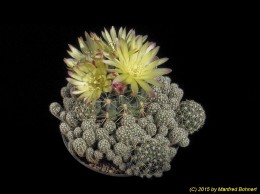 Gymnocalycium andreae v. fechseri 1283